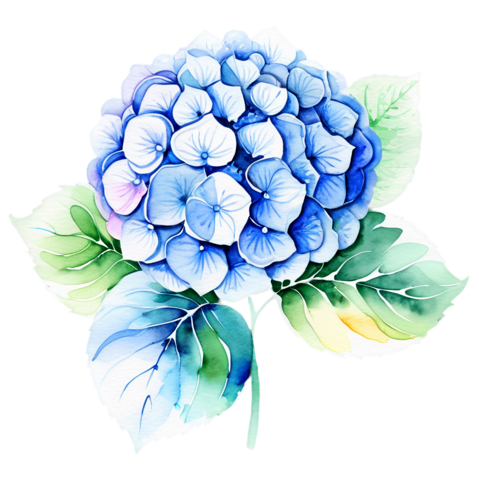 Watercolor blue hydrangea flower illustration png
