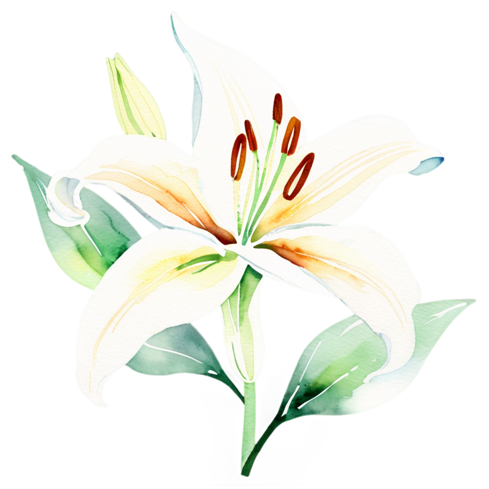 Watercolor lily clipart png