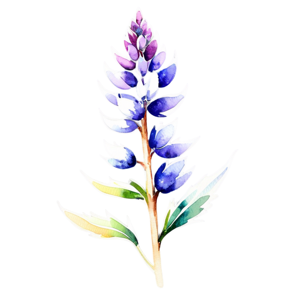 Watercolor lupine flower on black background png