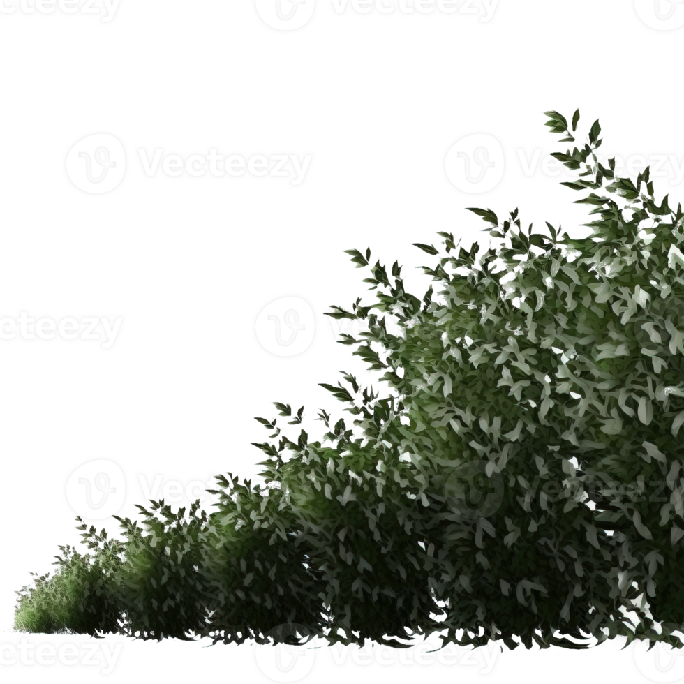 Vibrant Green Bush with Detailed Leaves Isolated on Transparent Background png