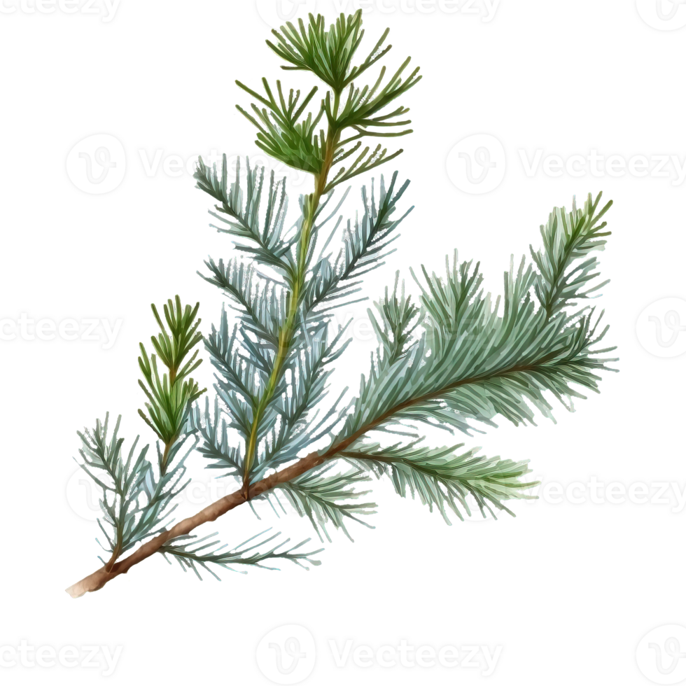 Delicate Evergreen Sprigs in Watercolor.Intricate watercolor illustrations of Christmas evergreen twigs set against a transparent backdrop. png
