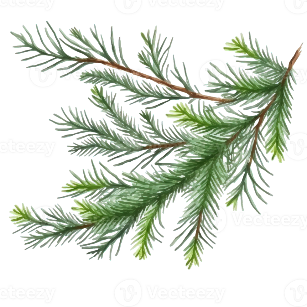 Delicate Watercolor Evergreen Twigs Capturing Christmas Beauty, Set Against a Clear Background. Festive Greenery Elegantly Rendered with Serene Transparency. png