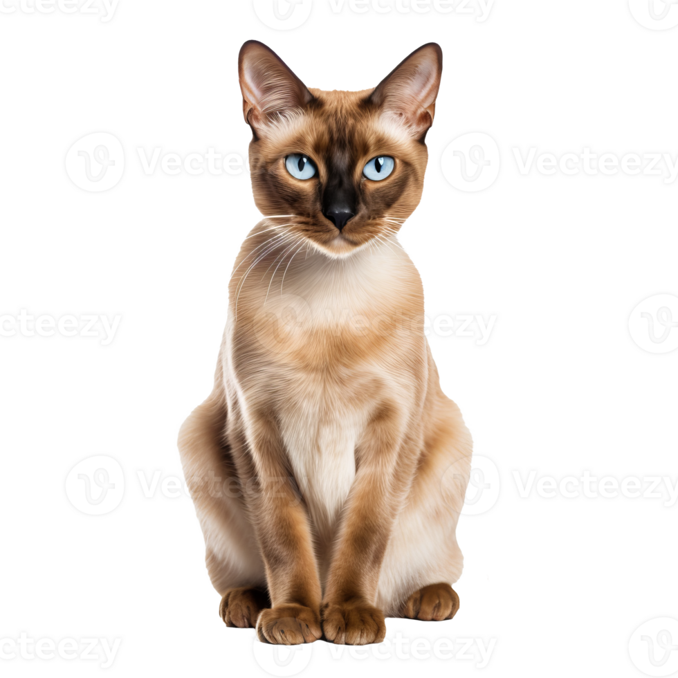 A full-bodied Burmese cat, glossy coat, elegant poise, depicted against a clear transparent background, showcasing its lithe figure and distinctive breed traits. png