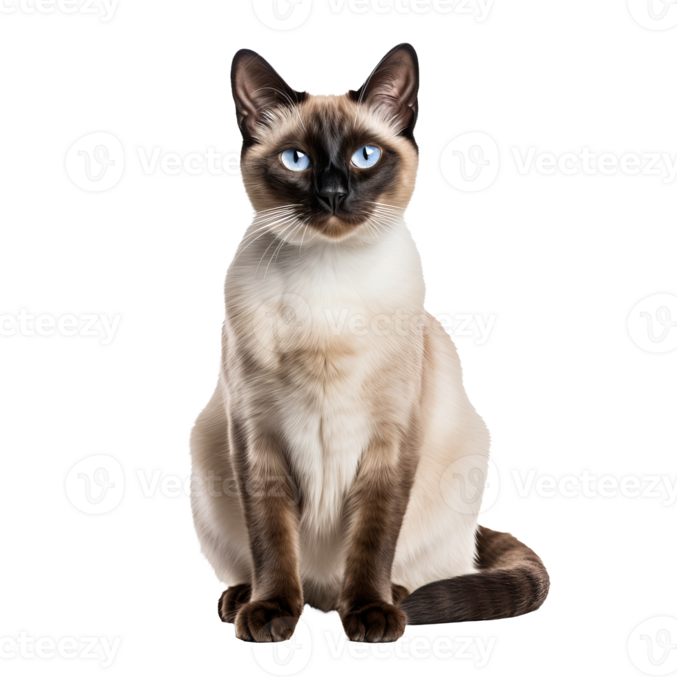 Siamese cat with sleek fur and striking blue eyes, displaying its full body posture, gracefully positioned against a transparent background. png