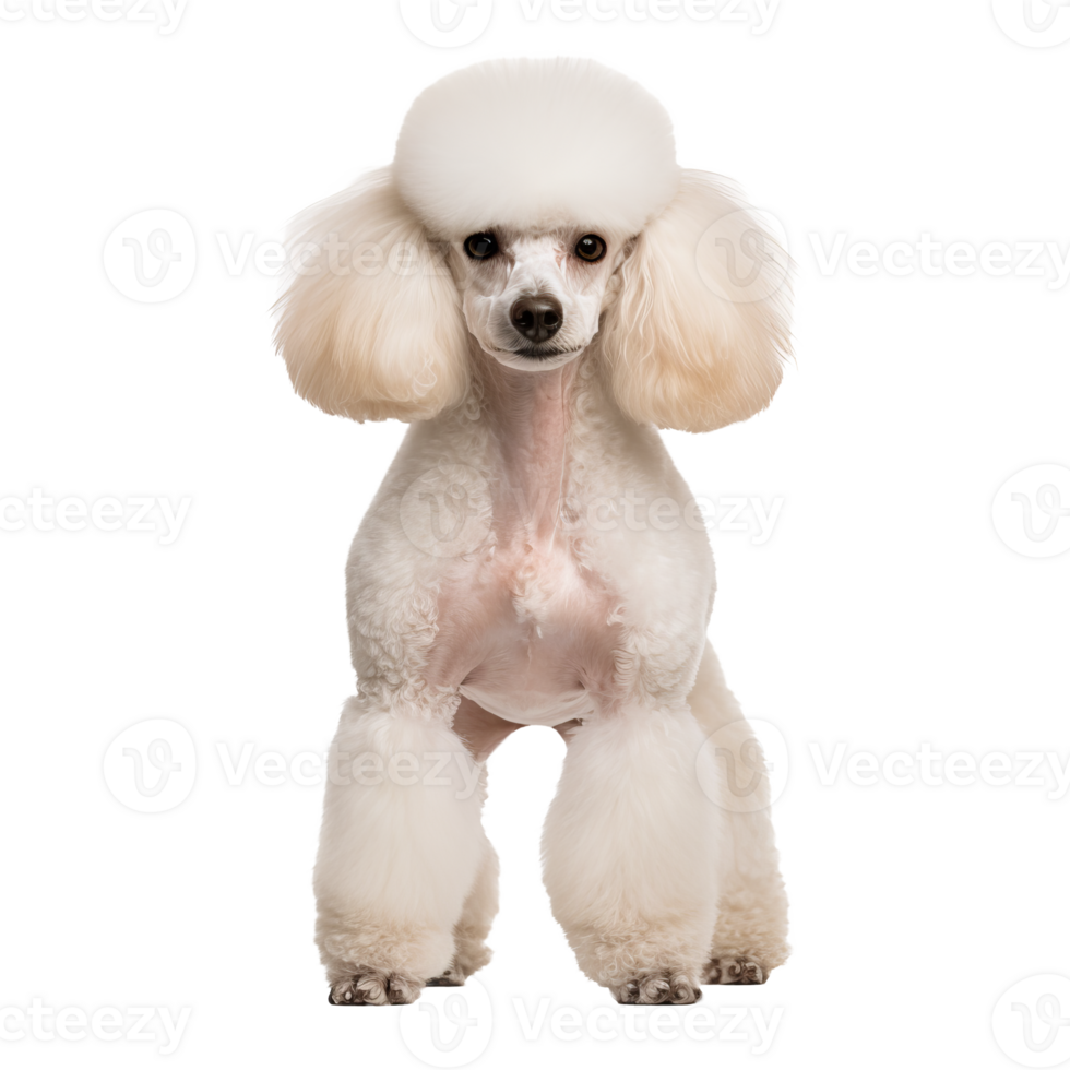 An illustration of a poodle dog in full body view, set against a clear transparent background for versatile use. png