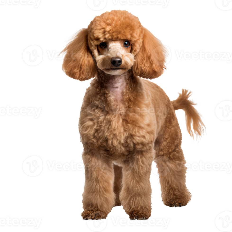Full-body poodle dog illustration, standing pose, detailed fur texture, isolated on a transparent background for versatile use. png