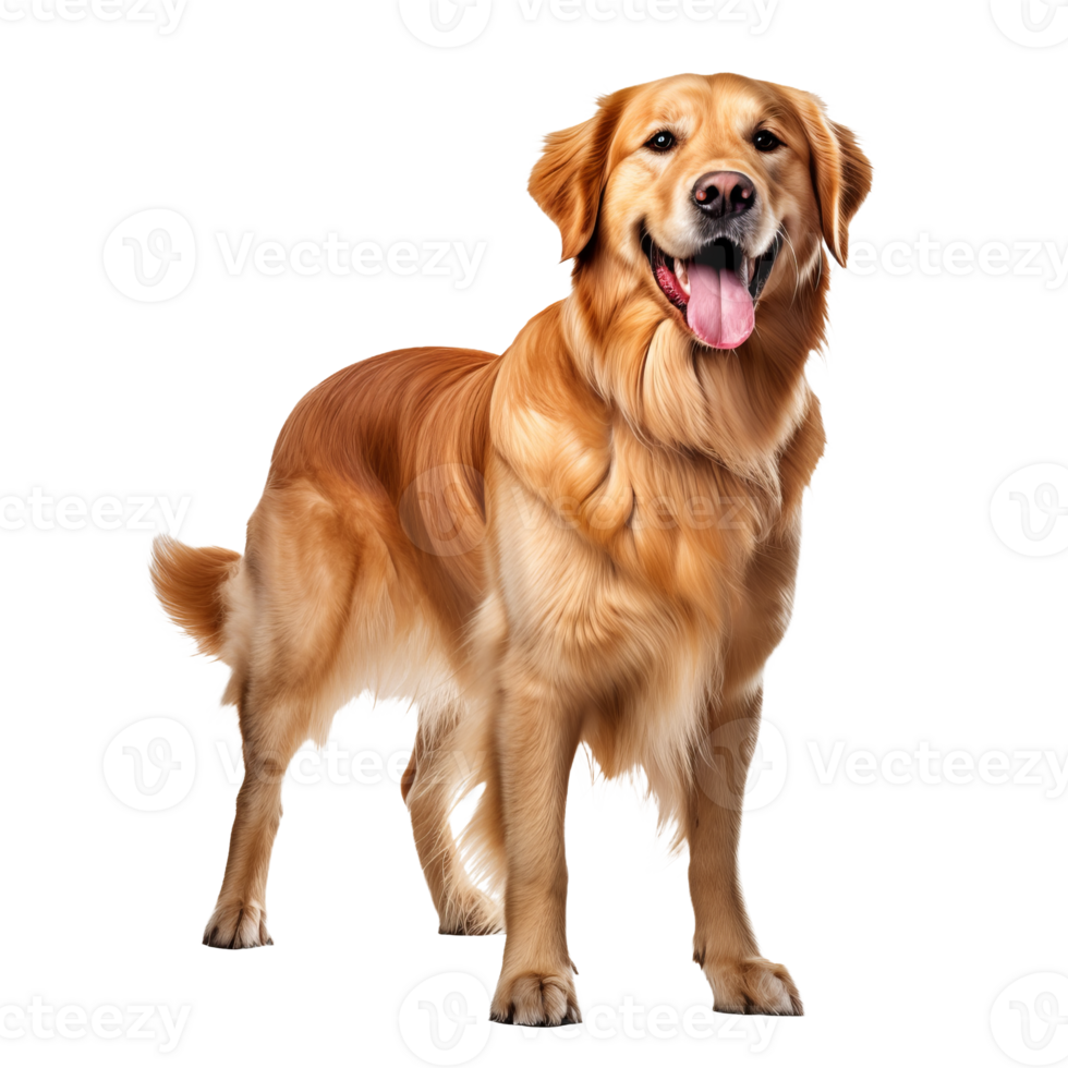 Golden retriever in full stands alert on a clear background, showcasing its fluffy golden coat and friendly demeanor. png