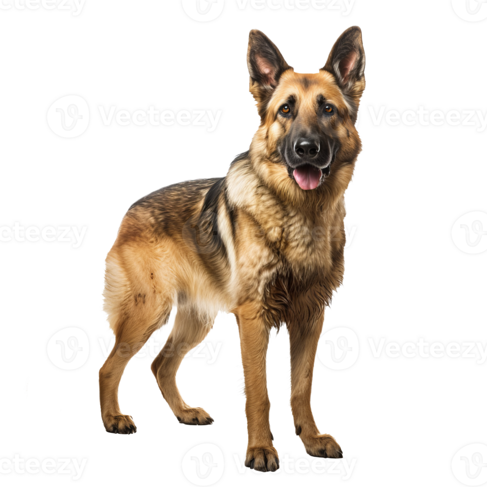 A full-body image of a German Shepherd dog, poised and detailed, displayed on a clear transparent background. png