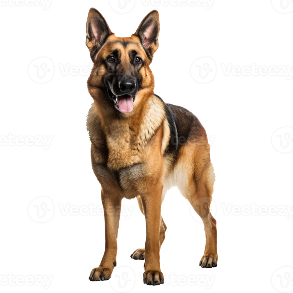 German shepherd standing side view, full body visible, on transparent background, depicting the breed s stature and features. png