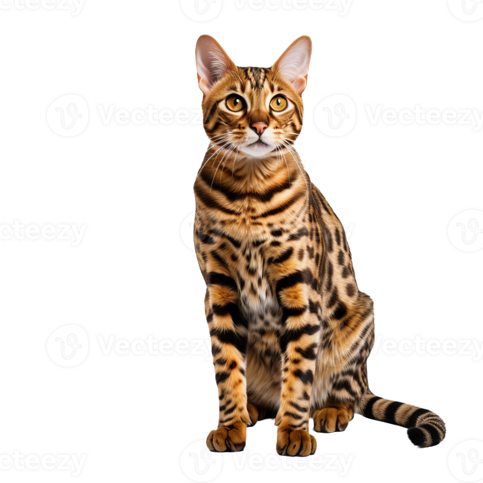 Full-bodied Bengal cat with its distinctive spotted coat and sleek physique, gracefully poised, isolated on a transparent backdrop. png