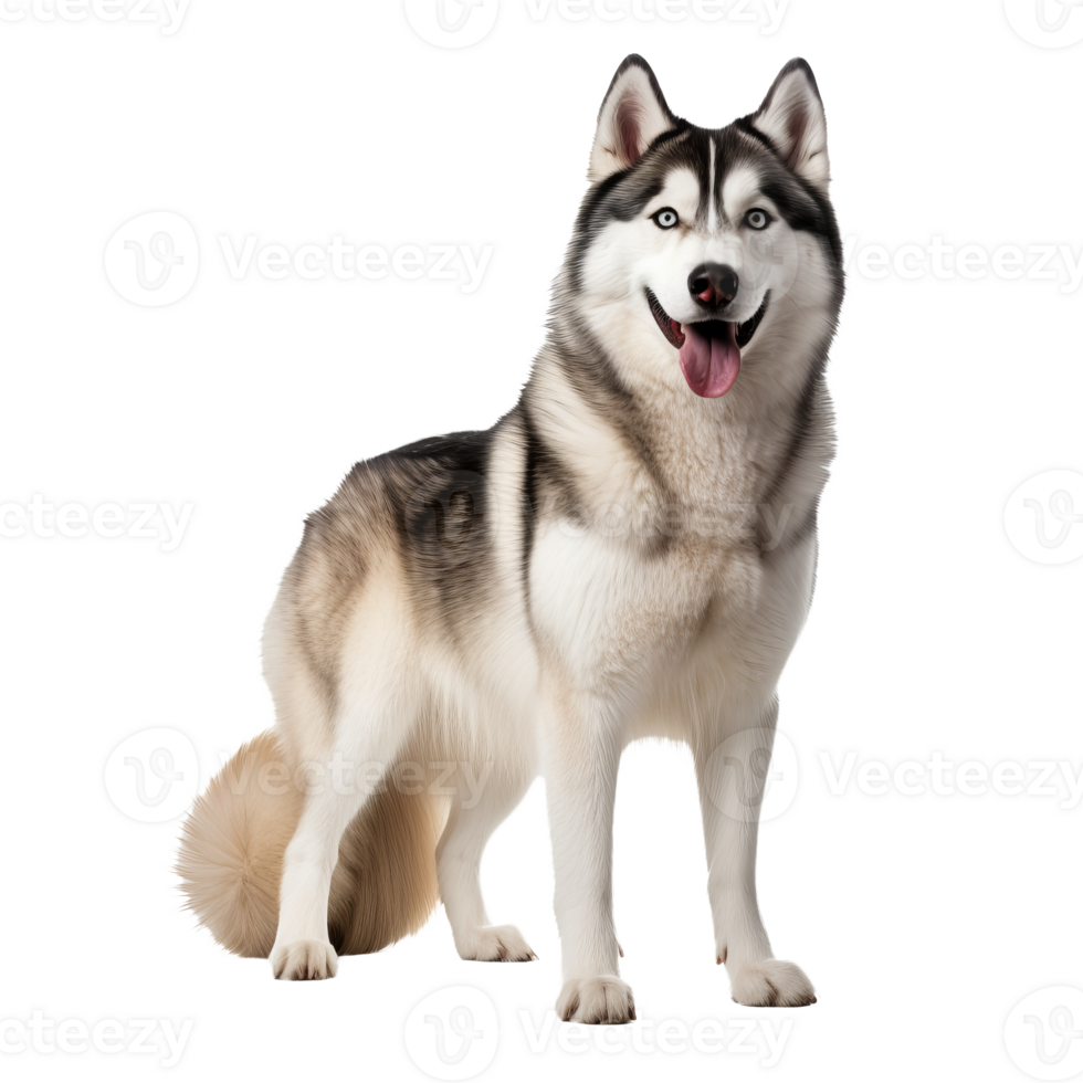 A full-body image of a Siberian Husky dog showcased on a transparent background, displaying its distinctive thick coat and alert stance. png