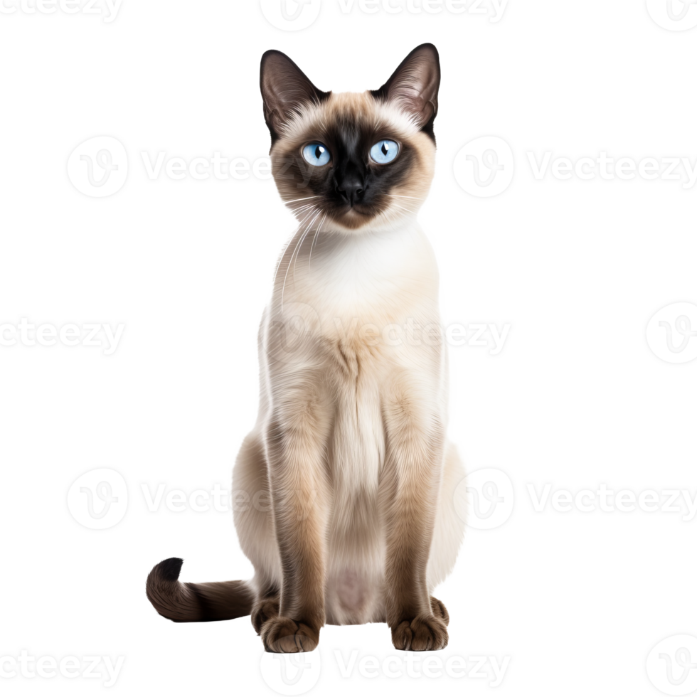 Siamese cat with sleek fur and piercing blue eyes, gracefully posed in full profile, isolated against a transparent backdrop. png