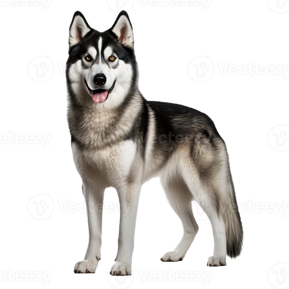 Siberian Husky dog, full-bodied and alert, stands with striking coat patterns and bright eyes on a transparent background, showcasing its majestic stature. png