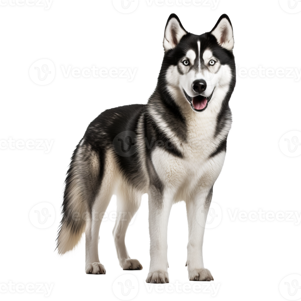 Siberian Husky with striking coat and blue eyes stands alert, showcasing full body against a transparent backdrop, ready for design use. png