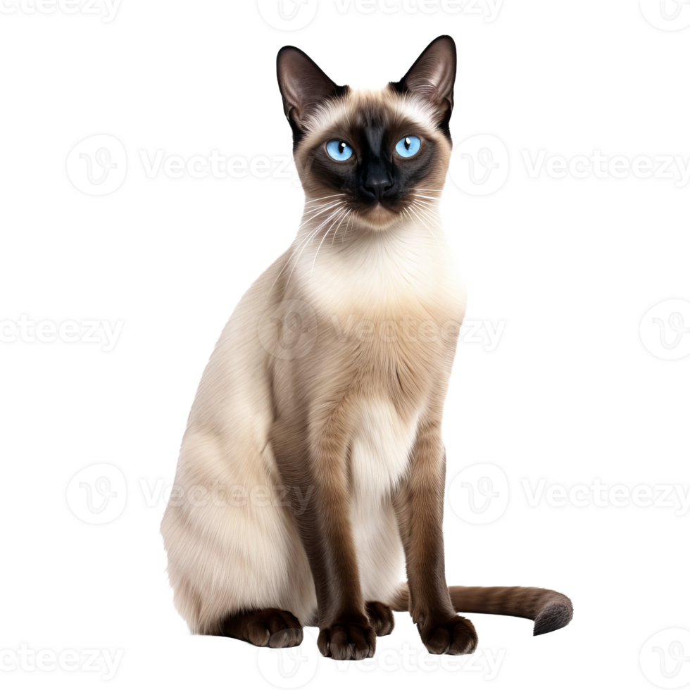 A Siamese cat, with its sleek cream coat and dark extremities, stands alert in full body view, set against a transparent background for versatility. png
