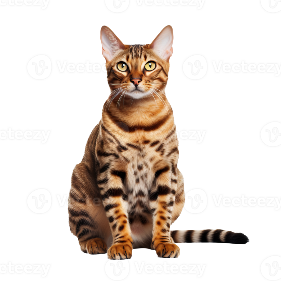 A full-bodied Bengal cat, with distinctive rosette markings, stands alert with a graceful poise on a transparent background. png