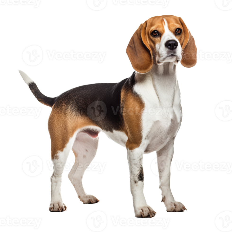 Beagle dog standing side view, clear outline, full body image, ears drooping, on transparent background. png