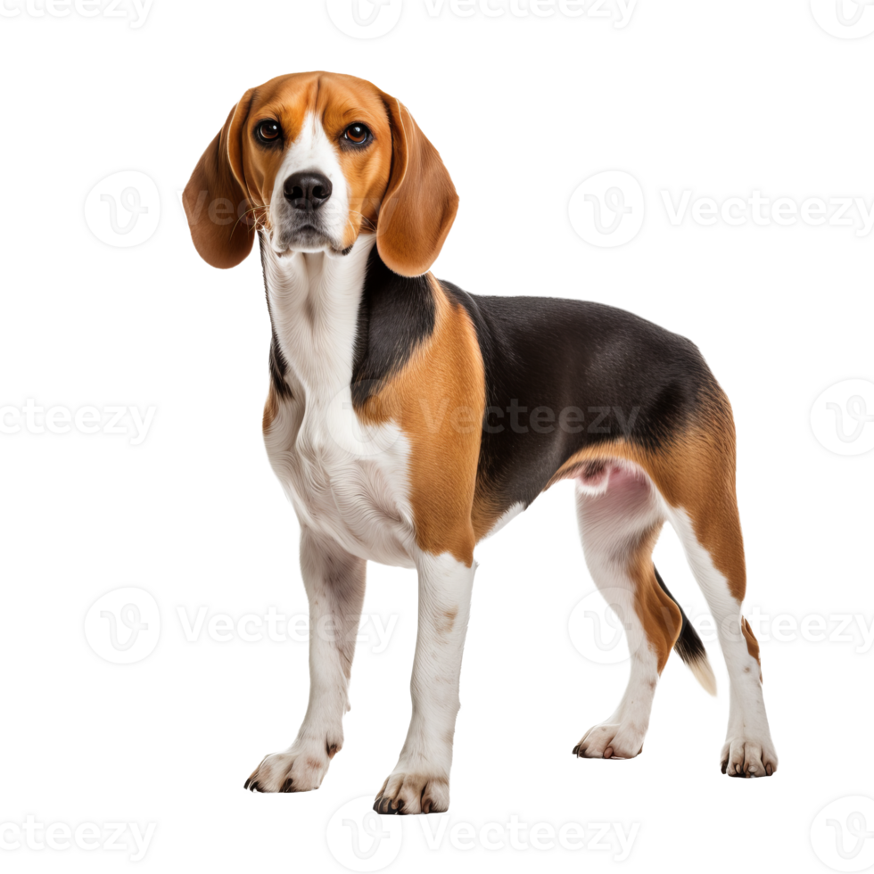Beagle dog depicted in full body pose, standing sideways, with detailed coat colors and markings, rendered on a transparent background. png