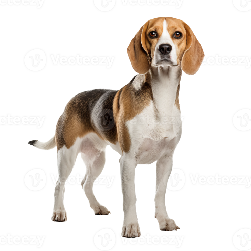 Beagle dog in full pose, distinct with tri-color coat displayed on a transparent background. png