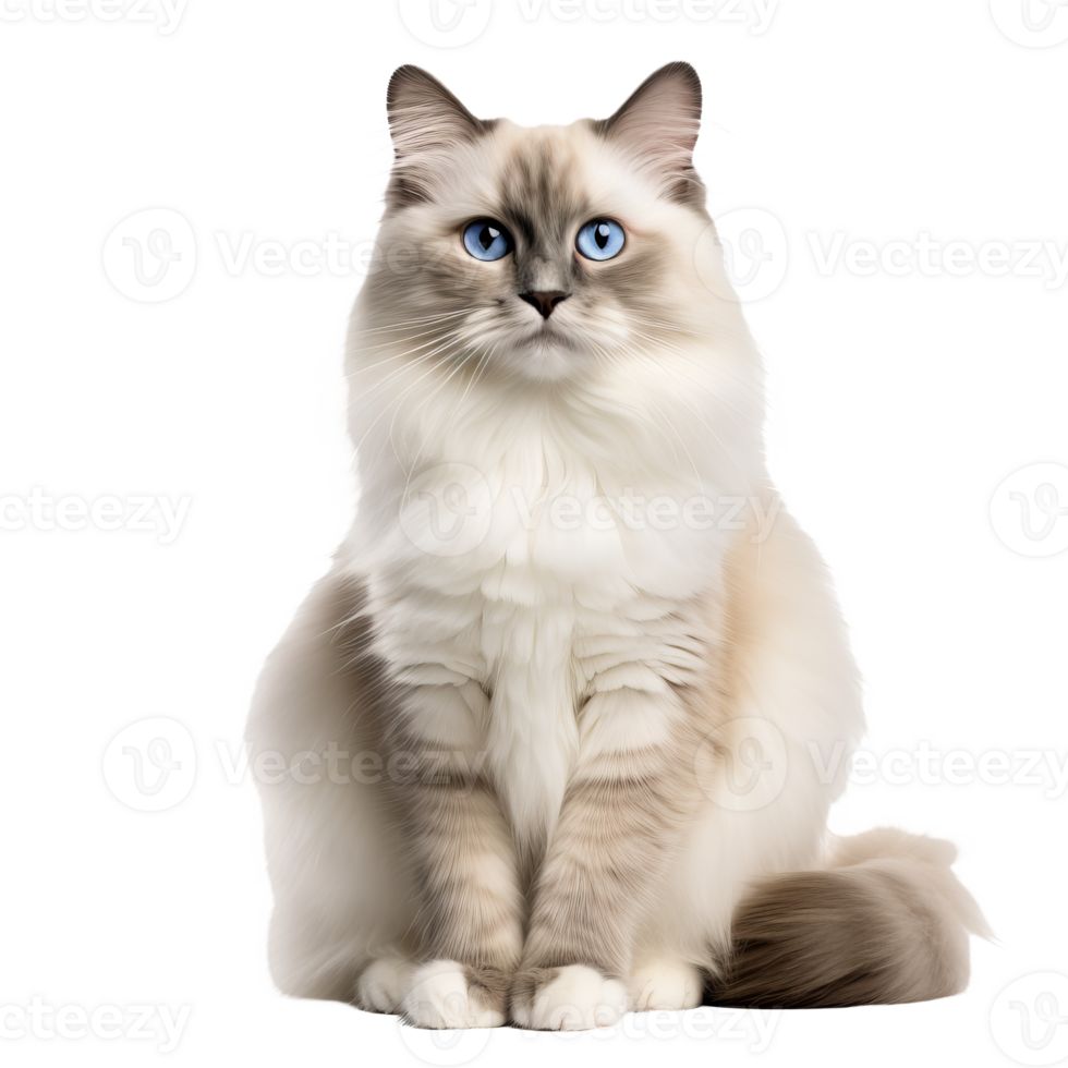 Ragdoll cat with fluffy fur and blue eyes, displayed in its entirety against a clear background. png