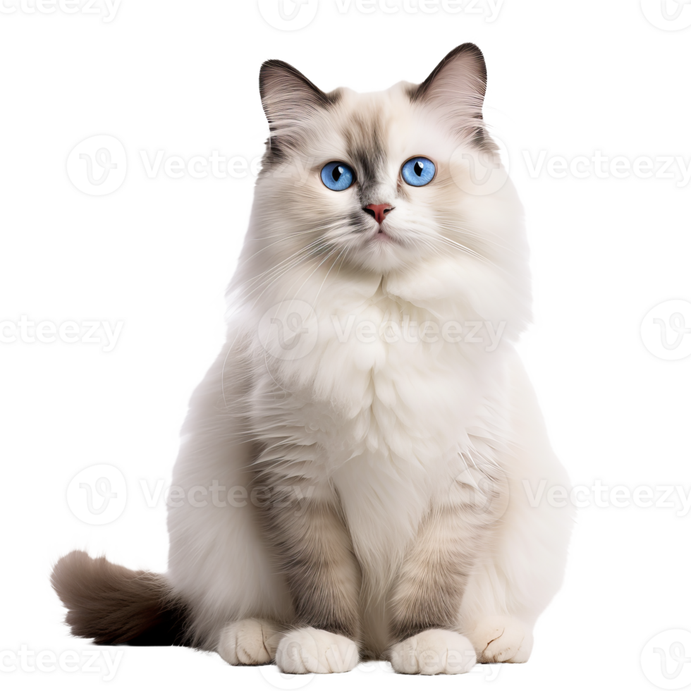 A full body image of a Ragdoll cat, with luxurious fur and bright blue eyes, showcased against a clear, transparent background. png