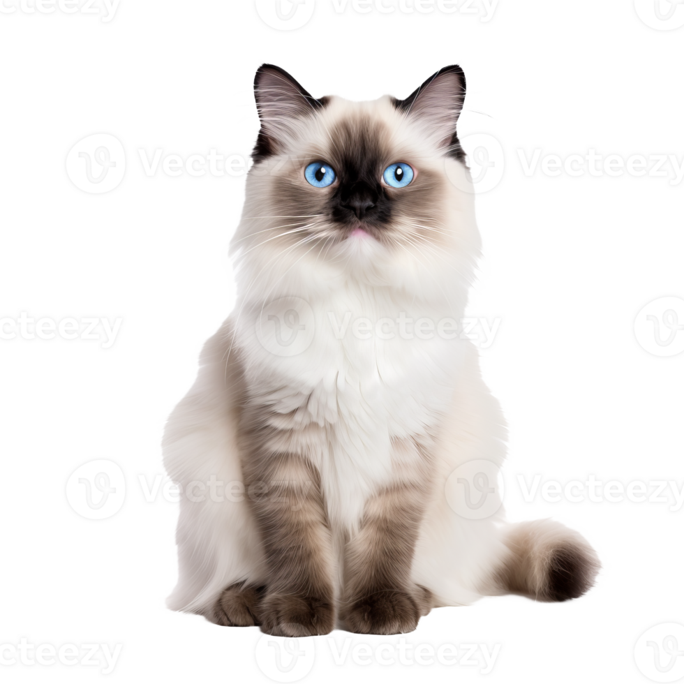 Ragdoll cat captured in full body, serene blue eyes gaze, soft coat visible against a clear transparent background. png