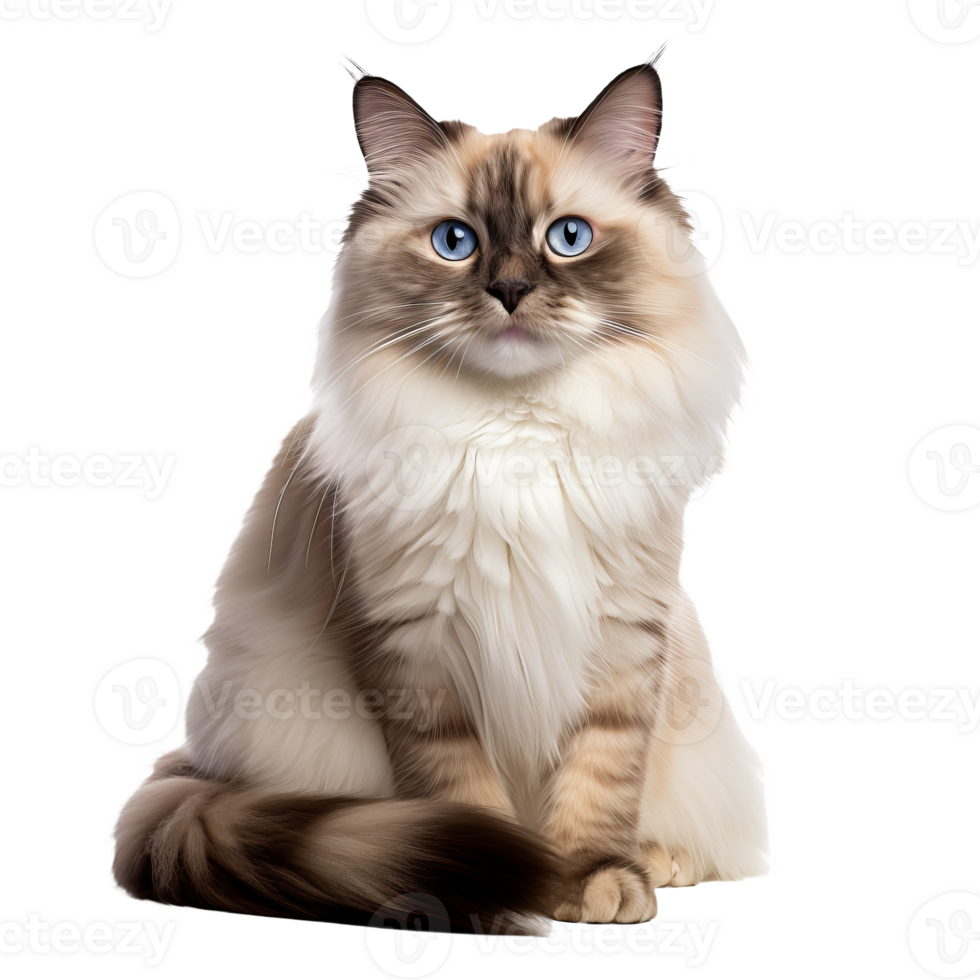 Ragdoll cat, fluffy coat, piercing blue eyes, relaxed pose, full-body display, on a seamless transparent background for versatile use. png