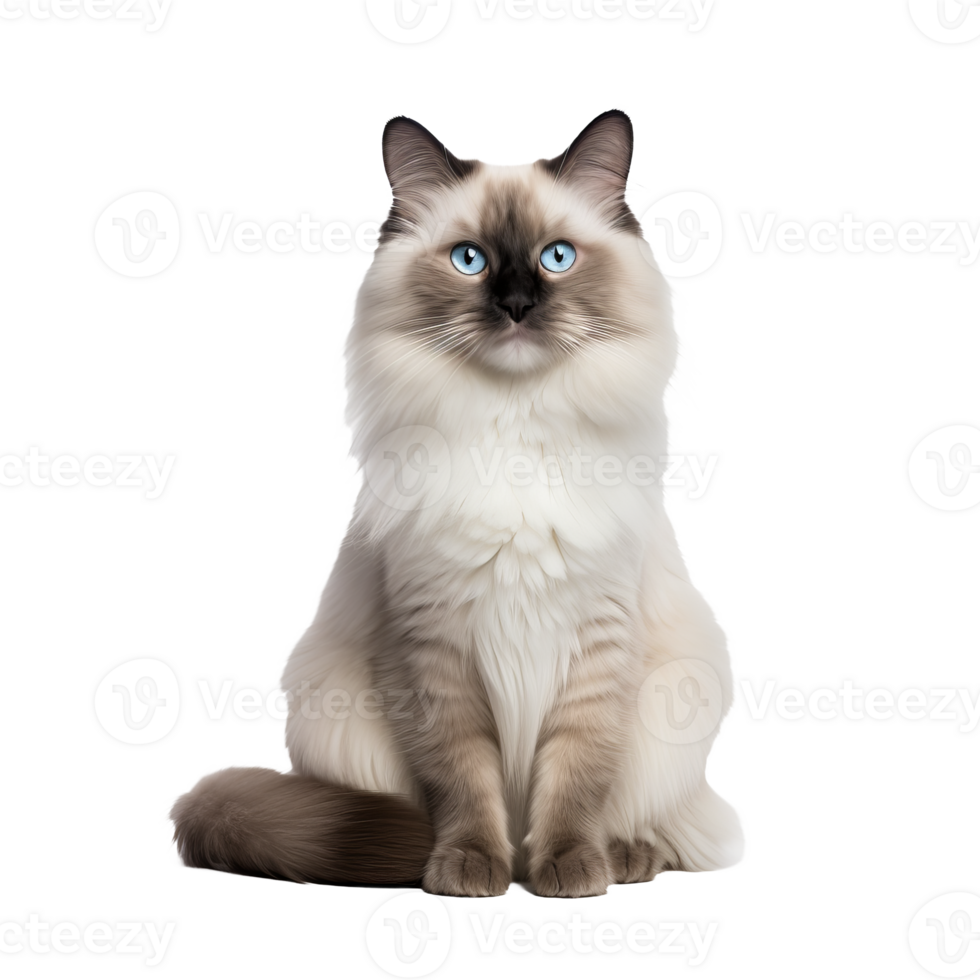 A Ragdoll cat flaunts its plush coat and striking blue eyes, its full-body pose captured against a transparent backdrop, showcasing its majestic allure. png