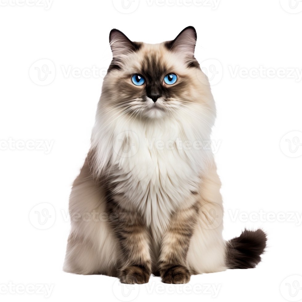 Ragdoll cat, fluffy coat, blue eyes, relaxed pose, detailed fur texture, visible from whiskers to tail, no backdrop, format. png