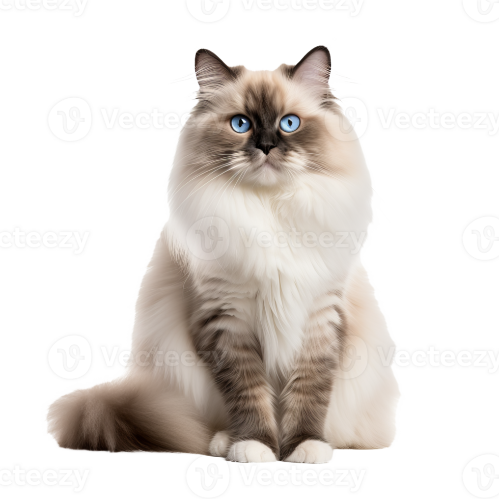 A Ragdoll cat with silky fur and striking blue eyes lounges, displaying its full fluffy body on a clear background. png