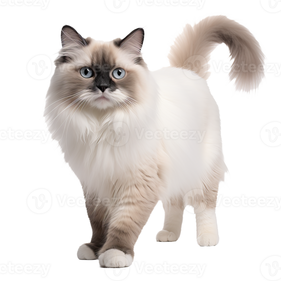 A full-body image of a fluffy Ragdoll cat with piercing blue eyes and soft, patterned fur, sits elegantly, isolated against a transparent backdrop. png
