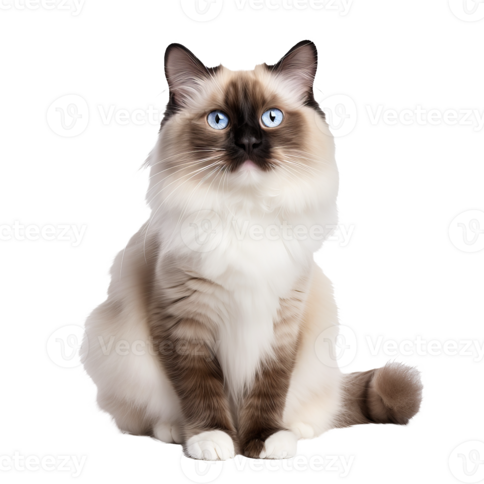 Ragdoll cat, with its lush coat and captivating blue eyes, stands elegantly, full body visible, against a transparent backdrop. png