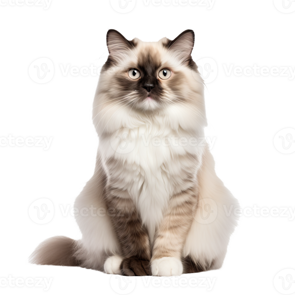 Ragdoll cat with lush fur in full view, poised elegantly, showcased against a seamless transparent backdrop. png