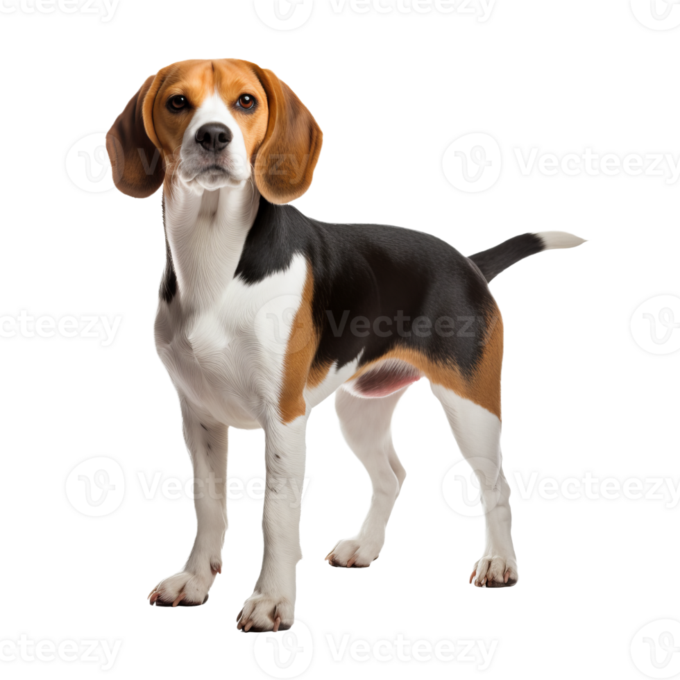 Beagle dog stands in full body profile with tri-color coat, floppy ears and eager expression, isolated on a transparent background. png