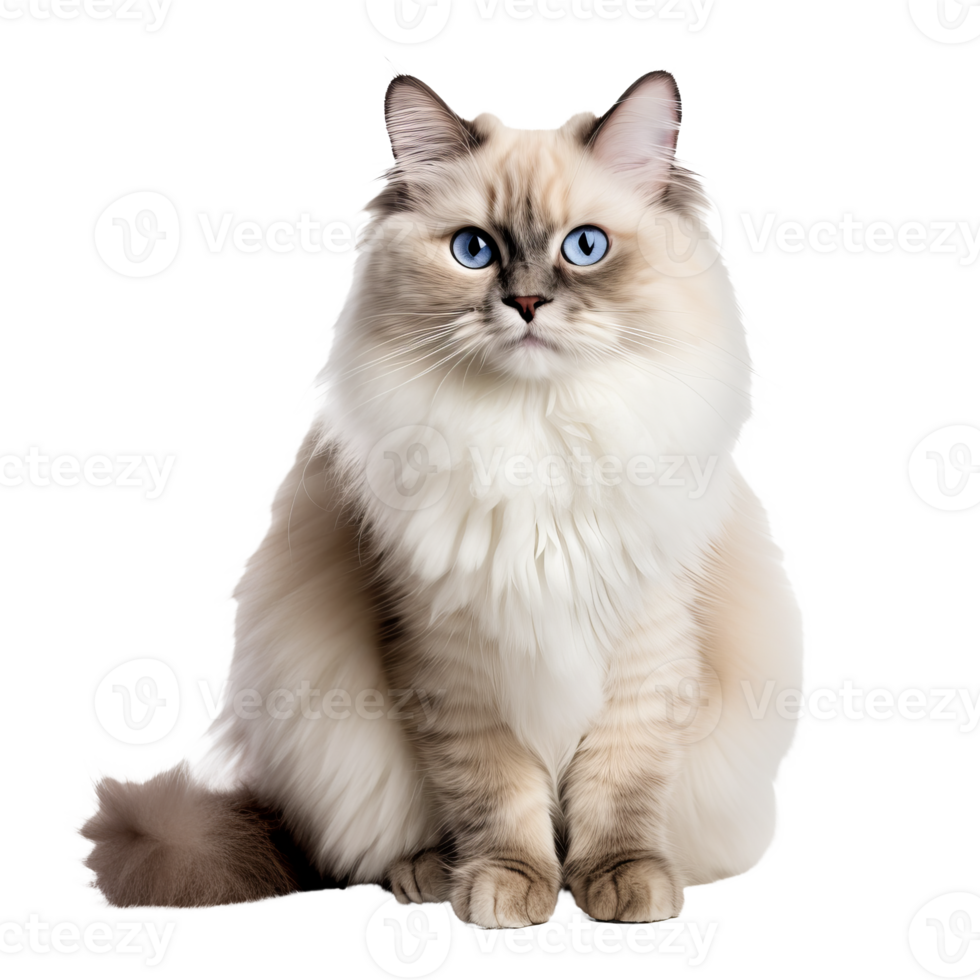 Ragdoll cat with fluffy fur in full body view, posing elegantly against a transparent backdrop. png