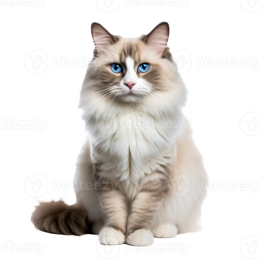 A Ragdoll cat with soft, long fur and striking blue eyes is displayed in a relaxed full-body pose against a transparent background. png