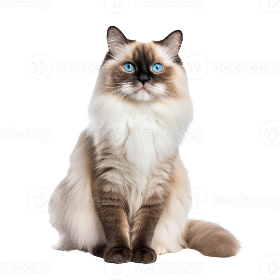 A full-bodied Ragdoll cat, with its distinct markings and plush coat, is elegantly positioned against a transparent backdrop. png