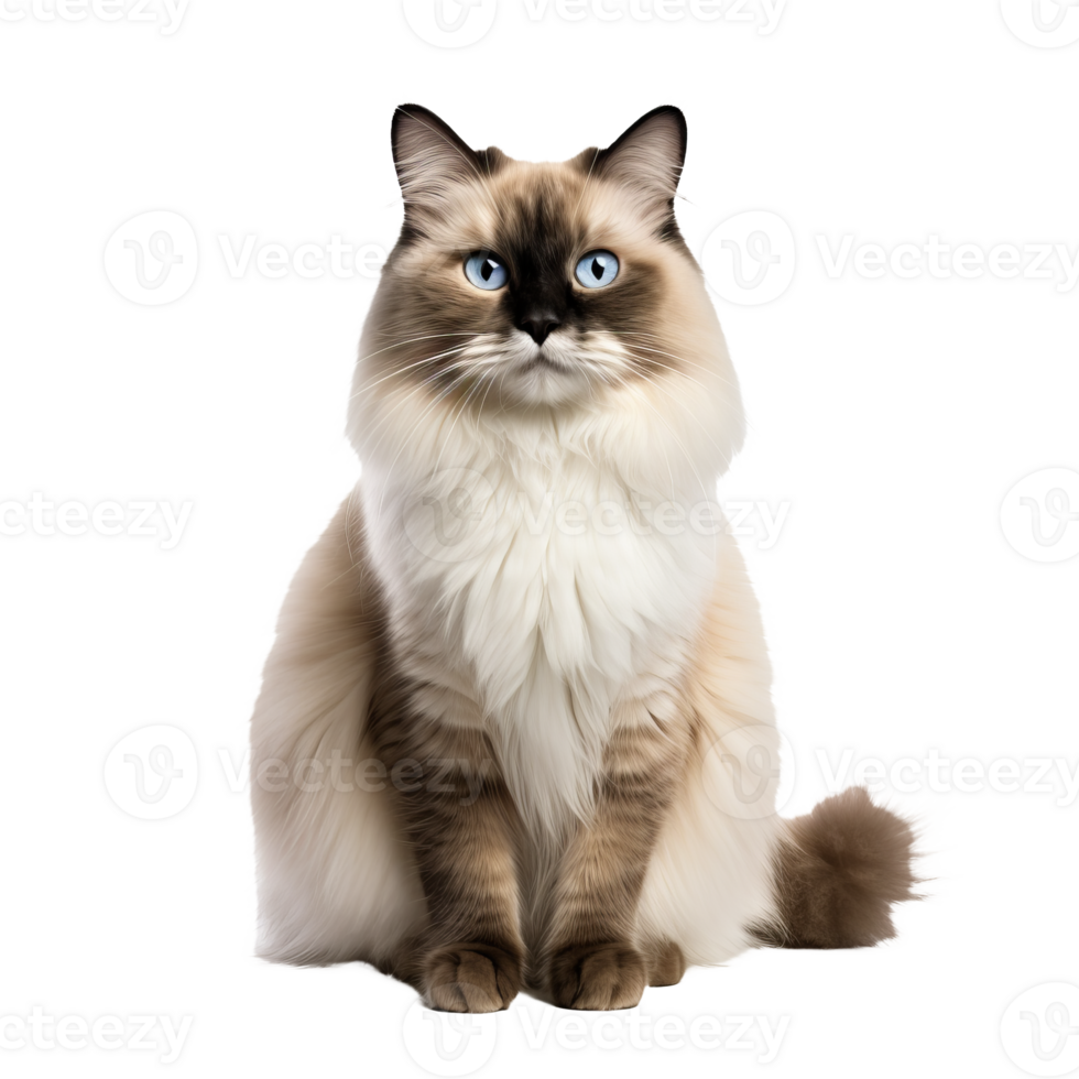 A full-bodied Ragdoll cat sits gracefully, its lush fur and striking blue eyes showcased against a transparent backdrop. png