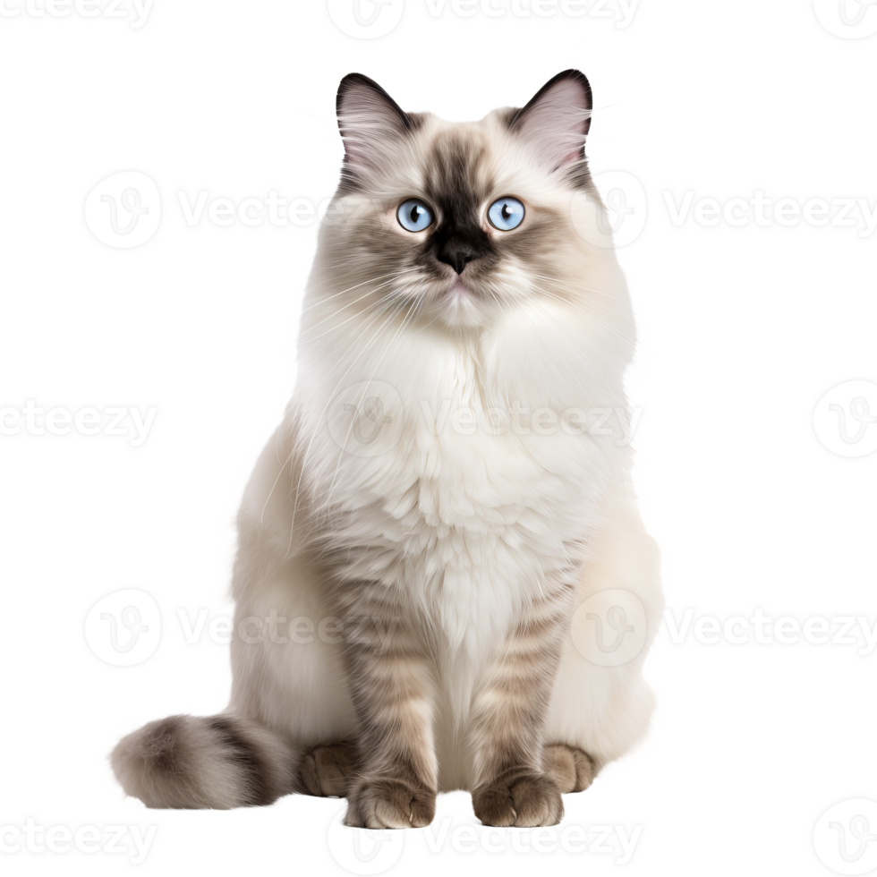A full-body Ragdoll cat with fluffy fur and bright blue eyes, gracefully posed, isolated on a transparent background. png