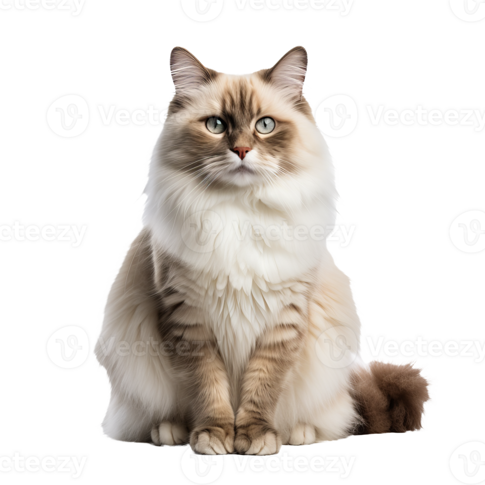 Ragdoll cat with plush coat in full body pose, isolated on transparent background, showcasing its distinct color points and fluffy appearance. png