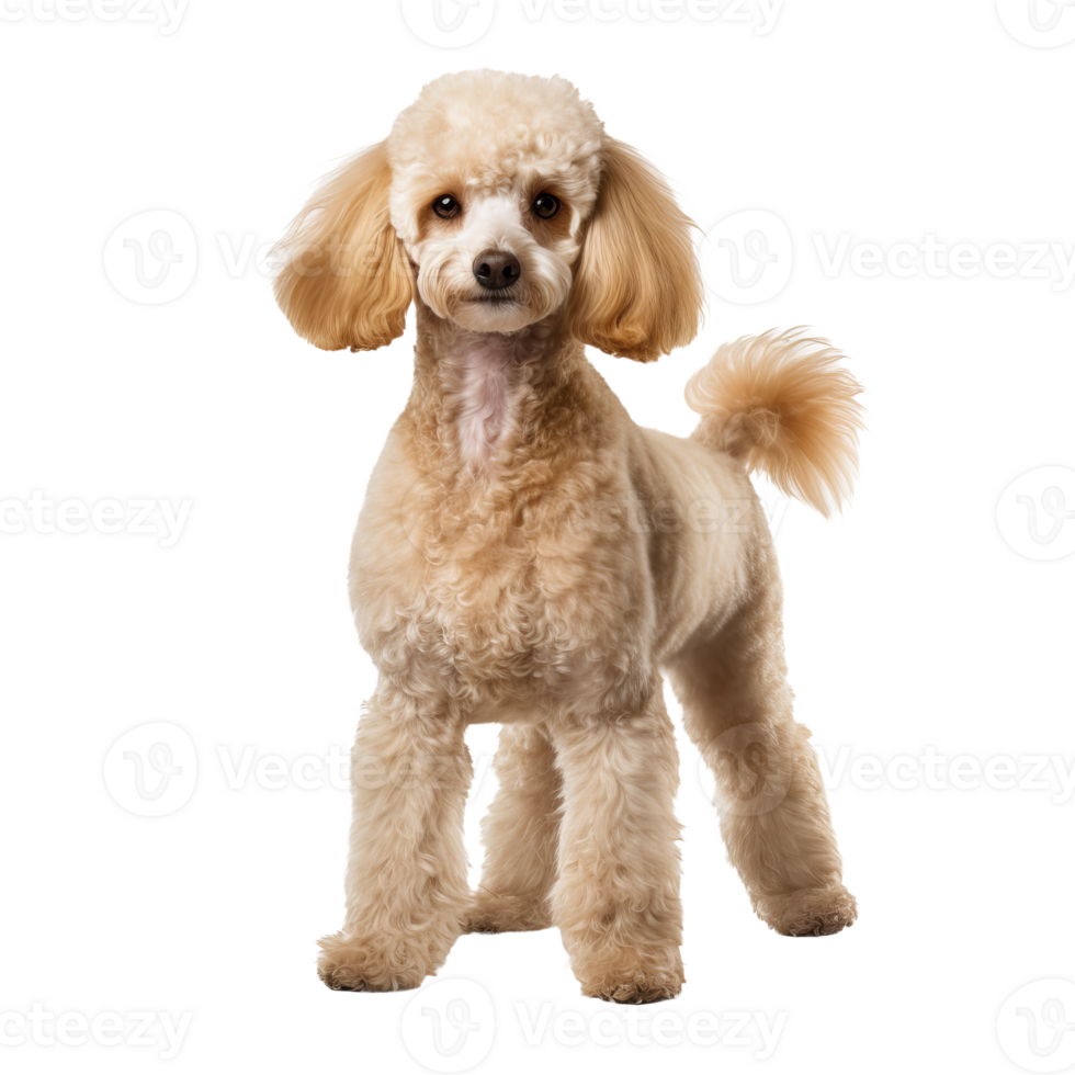 Poodle dog depicted in full body stance, showcasing its curly fur, on a clean transparent background for versatile use. png