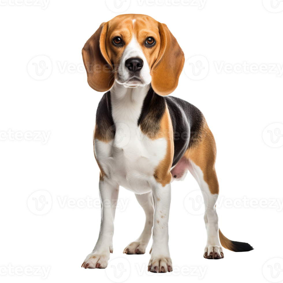 A beagle dog stands in full profile with its tri-colored coat, floppy ears, and wagging tail, all on a transparent background for easy overlay. png