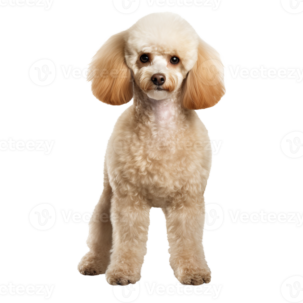 A full-body illustration of a poodle on a transparent background, displaying the dog s curly fur and distinct breed characteristics. png
