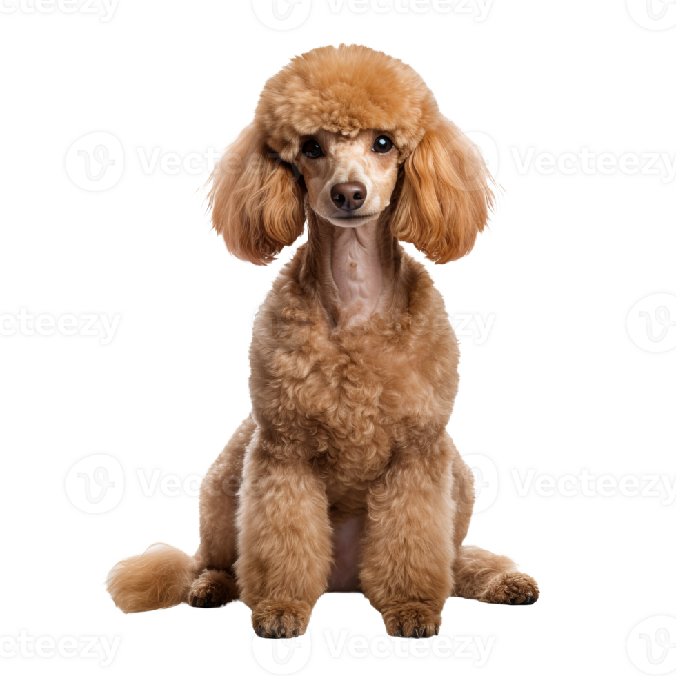 Poodle dog depicted in full body view, showcased against a transparent backdrop for versatile use in various designs. png