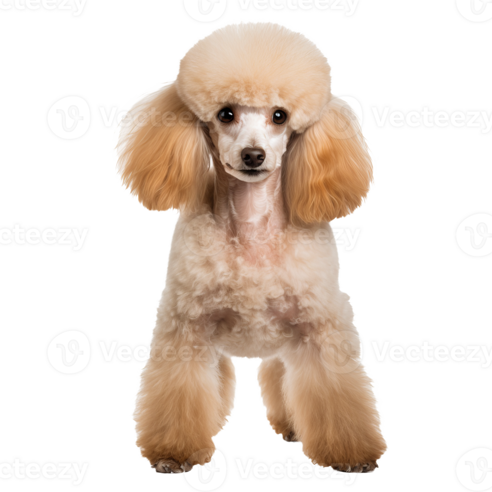 A neatly groomed poodle stands in full profile view, its curly fur displayed against a transparent background, highlighting its elegant build. png