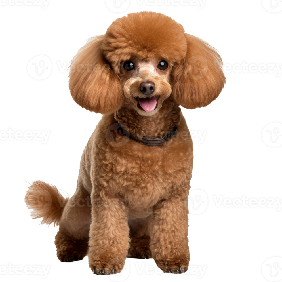 Full-body illustration of a poodle dog, with distinct curly fur, displayed on a transparent background, showcasing its elegant breed-specific features. png