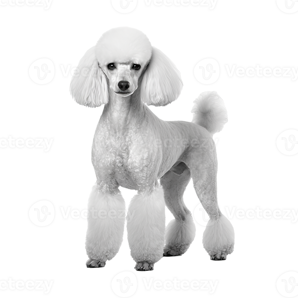 Poodle dog in full stature, with its curly coat on display, stands prominently against a clear, transparent backdrop. png