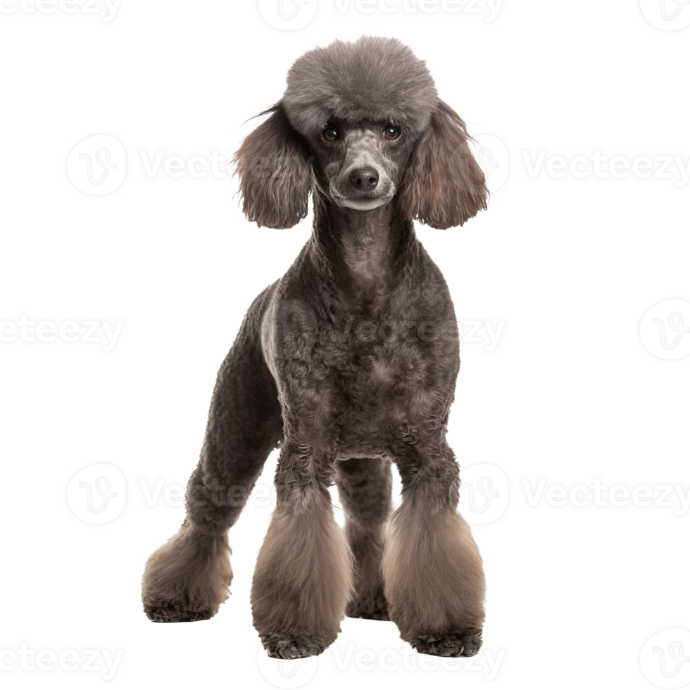 Poodle dog, full-bodied and groomed, stands prominently against a transparent backdrop, showcasing its curly fur and elegant stance. png