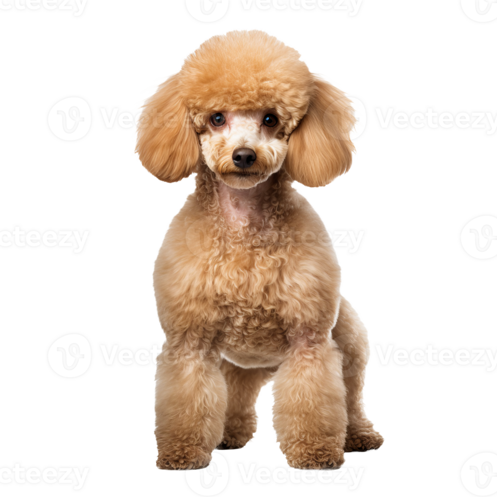 Full-body Poodle dog stands alert with fluffy coat and elegant posture, displayed on a transparent background for versatile use. png