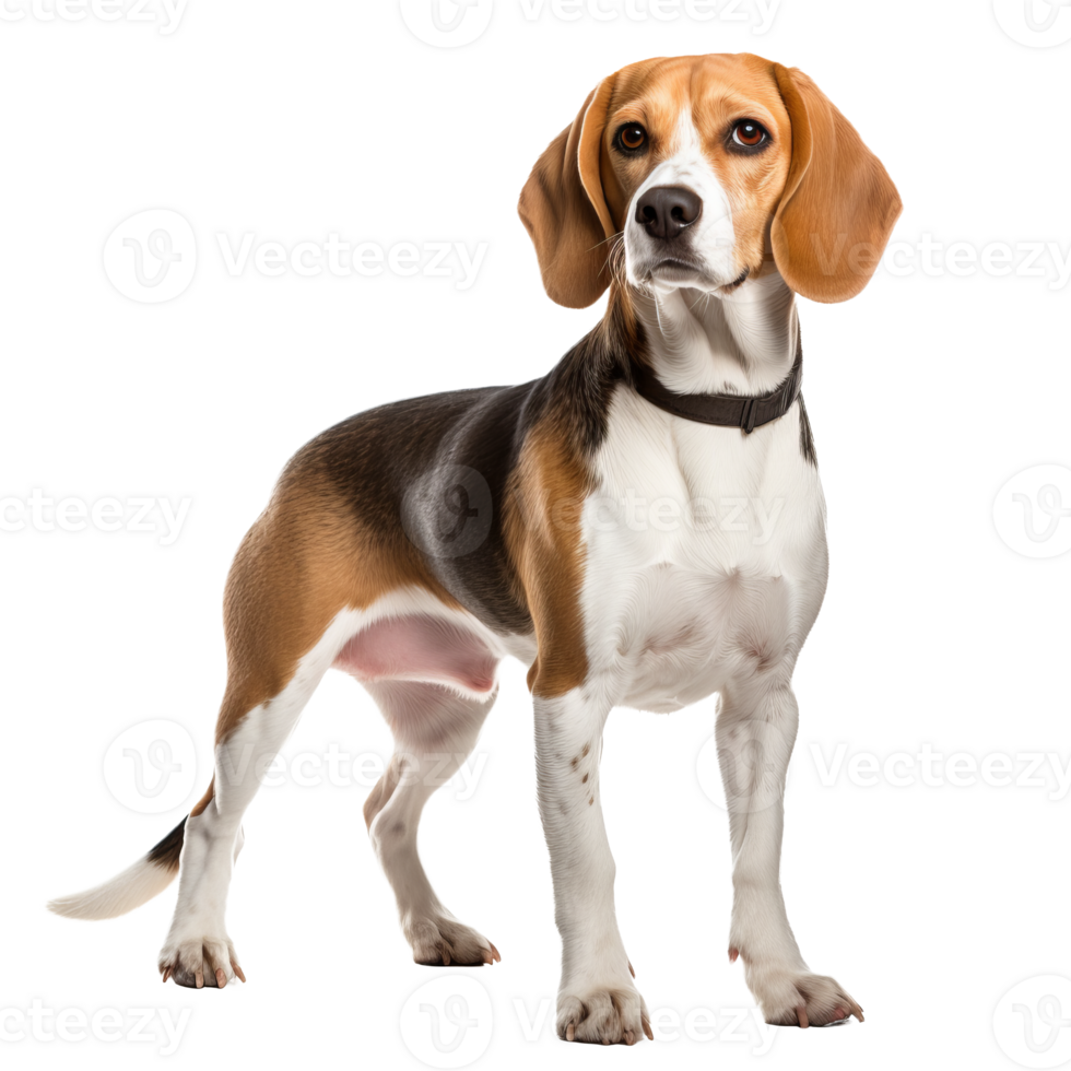 Beagle dog, tricolor coat, ears drooping, tail wagging, full-body pose, transparent background. png